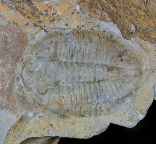 Ogyginus Trilobite - Wales, Great Britian #30787